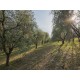 Properties for Sale_PRESTIGIOUS FARMHOUSE IN THE MARCHE REGION IN CENTRAL ITALY in Le Marche_11